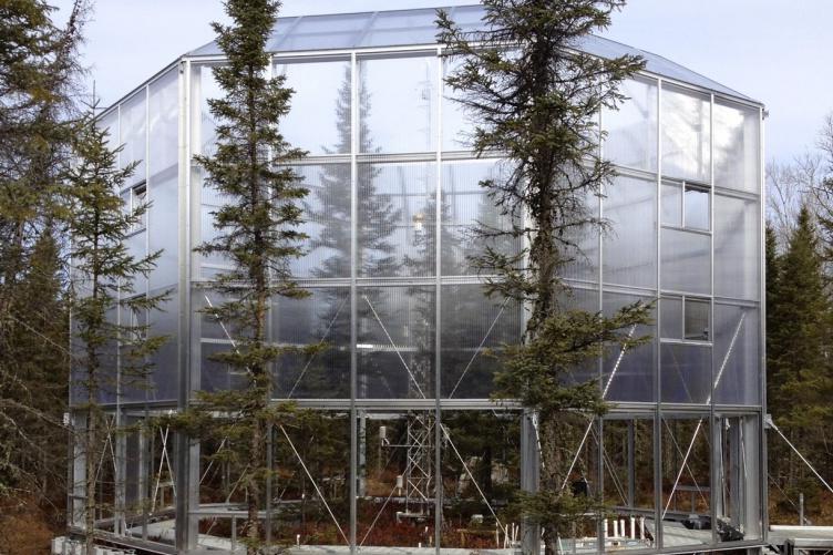 Shrubs enclosed in a greenhouse-type structure